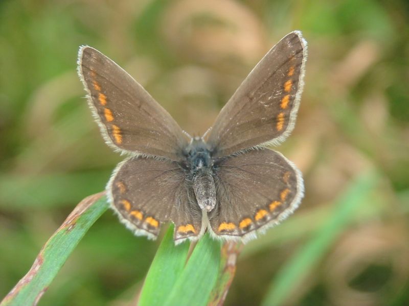 Polyommatus icarus Polyommatus icarus