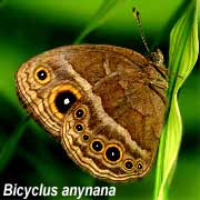 Bicyclus anynana - pierwszy na świecie genetycznie zmodyfikowany motyl Bicyclus anynana - pierwszy na świecie genetycznie zmodyfikowany motyl