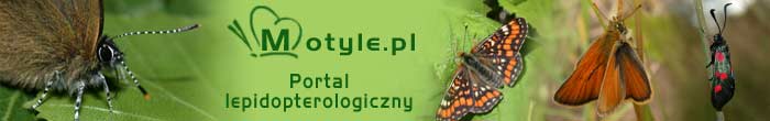 motyle.info - Portal lepidopterologiczny