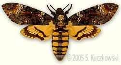 Death's-head Hawk-moth - Acherontia atropos (L.)