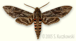 Convolvulus Hawk-moth - Agrius convolvuli (L.)