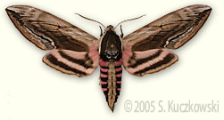 Privet Hawk-moth - Sphinx ligustri L.