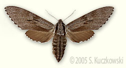 Pine Hawk-moth - Sphinx pinastri L.