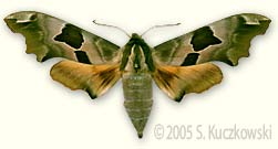 Lime Hawk-moth - Mimas tiliae (L.)