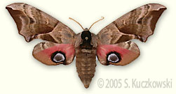 Eyed Hawk-moth - Smerinthus ocellatus (L.)