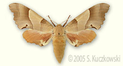 Oak Hawk-moth - Marumba quercus (Den. & Schiff.)