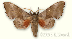Poplar Hawk-moth - Laothoe populi (L.)