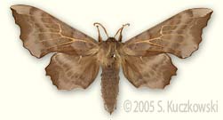 Aspen Hawk-moth - Laothoe amurensis (Staudinger)