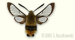 Narrow-bordered Bee Hawk-moth - Hemaris tityus (L.)
