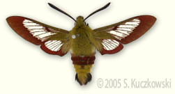 Broad-bordered Bee Hawk-moth - Hemaris fuciformis (L.)