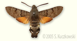 Humming-bird Hawk-moth - Macroglossum stellatarum (L.)
