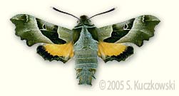 Willowherb Hawk-moth - Proserpinus proserpina (Pall.)