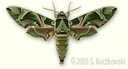 Oleander Hawk-moth - Daphnis nerii (L.)