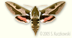 Spurge Hawk-moth - Hyles euphorbiae (L.)