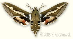 Bedstraw Hawk-moth - Hyles gallii (Rott.)