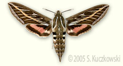 Striped Hawk-moth - Hyles livornica (Esp.)