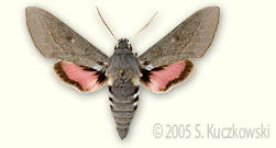 Dusky Hawk-moth - Hyles vespertilio (Esp.)