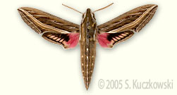 Silver-striped Hawk-moth - Hippotion celerio (L.)